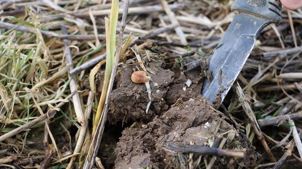  Parmi les leviers d'action : la séquestration de carbone par les sols, la biomasse, la gestion des déjections animales et des cultures.(©Terre-net Média)