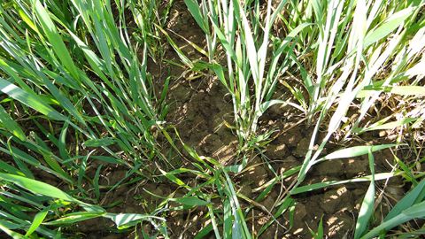 Dans le contexte des essais 2021, « aucune valorisation des produits testés n’a été mise en évidence sur le rendement », indiquent Arvalis et la chambre régionale d'agriculture d'Île-de-France. (©Arvalis-Institut du végétal)