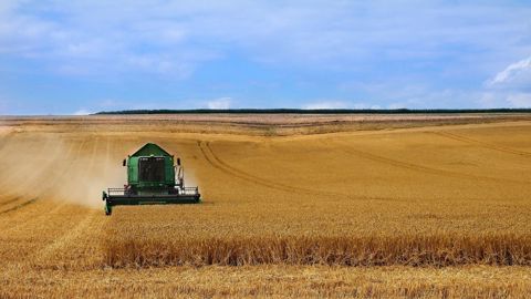 L'USDA mise sur une légère baisse de 2 Mt de la production mondiale de blé à 776,4 millions de tonnes. (©Pixabay)