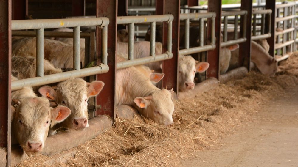 Les maladies respiratoires représentent 78 % des troubles de santé chez les jeunes bovins en engraissement. (©Terre-net Média)