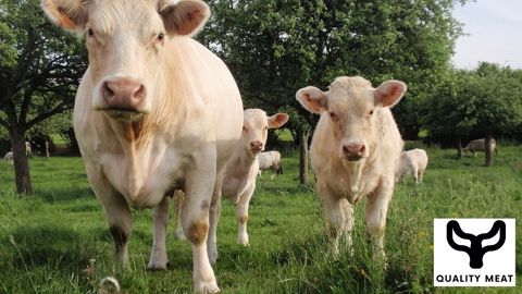 « Aujourd'hui, nous ne savons pas ou très mal d'où viennent les viandes que nous consommons », constate Évan. (©Chambre d'agriculture du Cher) « Aujourd'hui, nous ne savons pas ou très mal d'où viennent les viandes que nous consommons », constate Évan. (©Chambre d'agriculture du Cher)
