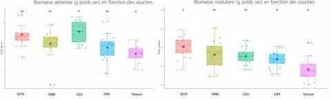 Biomasse aérienne et nodulaire en fonction des souches