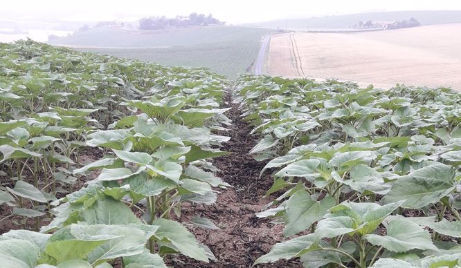Tournesol après couvert de féveroles