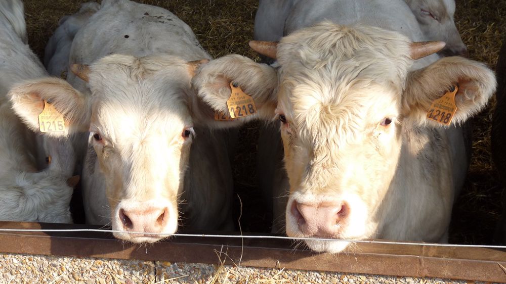 L'embellie des cotations, notamment en jeune bovin, peine à compenser les hausse des prix des matières premières. (©Terre-net media)