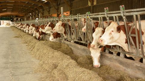 Les frais d’élevage (hors frais de litière) représentent 9 % du coût de production des fermes enquêtées et affichent une forte variabilité d’environ 20 €/1 000 l entre les 10 % inférieurs et supérieurs. (©Terre-net Média) Les frais d’élevage (hors frais de litière) représentent 9 % du coût de production des fermes enquêtées et affichent une forte variabilité d’environ 20 €/1 000 l entre les 10 % inférieurs et supérieurs. (©Terre-net Média)