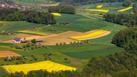 L’alternance entre cultures dicotylédones et graminées ne suffit pas à maîtriser les graminées adventices. (©Terre-net Média) L’alternance entre cultures dicotylédones et graminées ne suffit pas à maîtriser les graminées adventices. (©Terre-net Média)