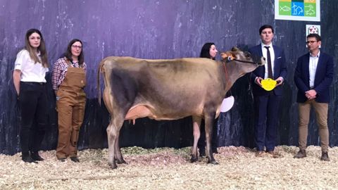Jers'Hys Kyara grande championne du concours Jersiais Jers'Hys Kyara grande championne du concours Jersiais