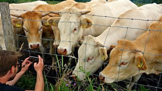 Choisissez les prochains sujets bovin viande de Web-agri ! (© Pixabay) Choisissez les prochains sujets bovin viande de Web-agri ! (© Pixabay)