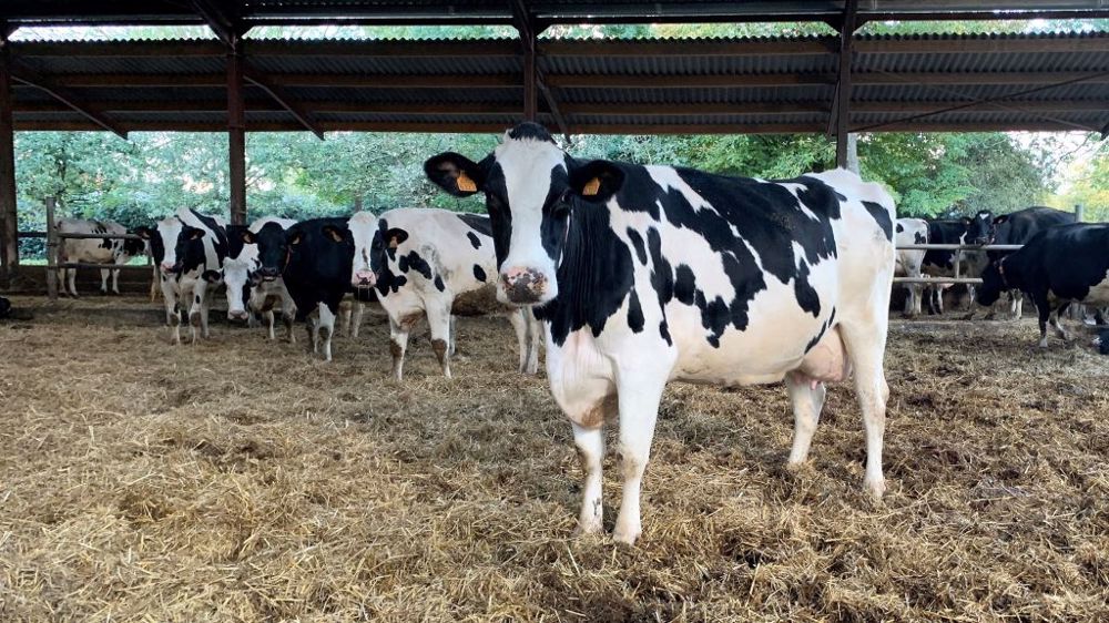 Dans une démarche de transparence vis-à-vis du consommateur, le Cniel fait évoluer la charte des bonnes pratiques. (©Terre-net Média)