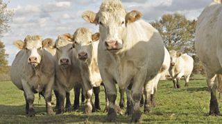 Pour l'année 2022, l'Institut de l'élevage prévoit une baisse de production de viande bovine de 1 à 2 %. (©Terre-net Média) Pour l'année 2022, l'Institut de l'élevage prévoit une baisse de production de viande bovine de 1 à 2 %. (©Terre-net Média)
