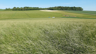 À partir du stade épiaison, la fétuque élevée perd en valeurs nutritives et est moins bien appréciée par les animaux. (©Semae) À partir du stade épiaison, la fétuque élevée perd en valeurs nutritives et est moins bien appréciée par les animaux. (©Semae)
