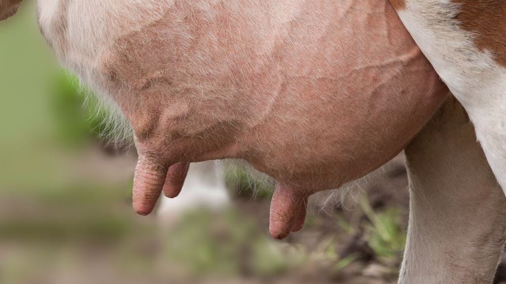 Le tarissement reste une période clé de la lactation. (©CC)