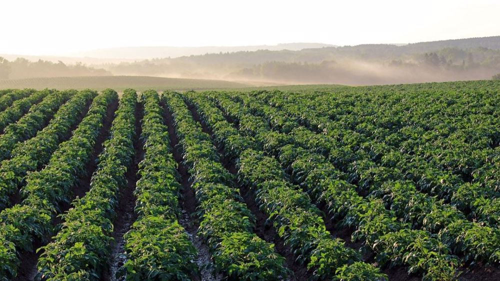 Ce phénomène de sous-location touche surtout la filière de la pomme de terre. (©Pixabay)