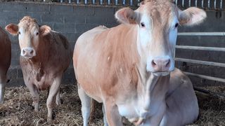 Si l'été pluvieux a permis de reconstituer le stock de fourrage, la hausse des intrants survenue en fin d'année 2021 vient entacher le résultat des exploitations en bovin allaitant. (©Terre-net media) Si l'été pluvieux a permis de reconstituer le stock de fourrage, la hausse des intrants survenue en fin d'année 2021 vient entacher le résultat des exploitations en bovin allaitant. (©Terre-net media)