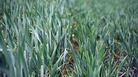 Les risques de phytotoxicité suite à l’application d’un régulateur sont souvent sous-estimés. (©Arvalis-Institut du végétal) Les risques de phytotoxicité suite à l’application d’un régulateur sont souvent sous-estimés. (©Arvalis-Institut du végétal)