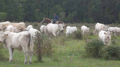 Charolaises cheval