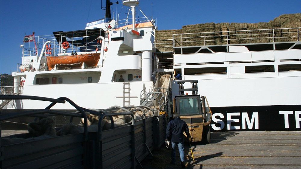 Les flux de reproducteurs français se sont restreints en amont du conflit en raison des contraintes sanitaires imposées par la Russie, qui n'accepte pas les animaux vaccinés contre la FCO. (© Michel Baudot)