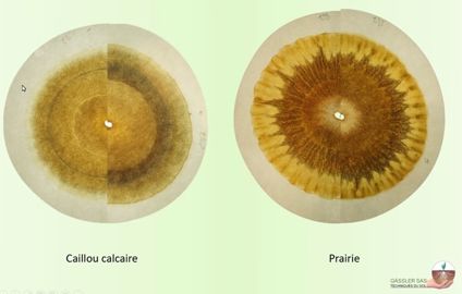 Exemple chromatographie