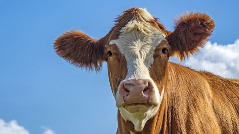 57 % des Français considèrent que les positions des candidats sur la condition animale pourraient influencer leur vote dimanche prochain. (©Pixabay) 57 % des Français considèrent que les positions des candidats sur la condition animale pourraient influencer leur vote dimanche prochain. (©Pixabay)