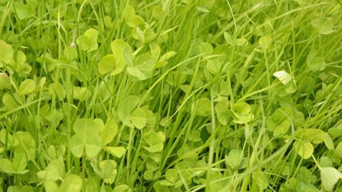 La quantité d'azote fournie par la légumineuse dans la prairie dépend du taux de légumineuses dans l'association. (©Terre-net Média)