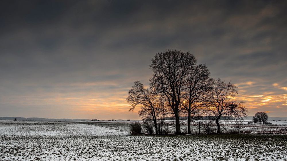 Le coup de froid a causé des dégâts dans les parcelles françaises. (©PixaBay)