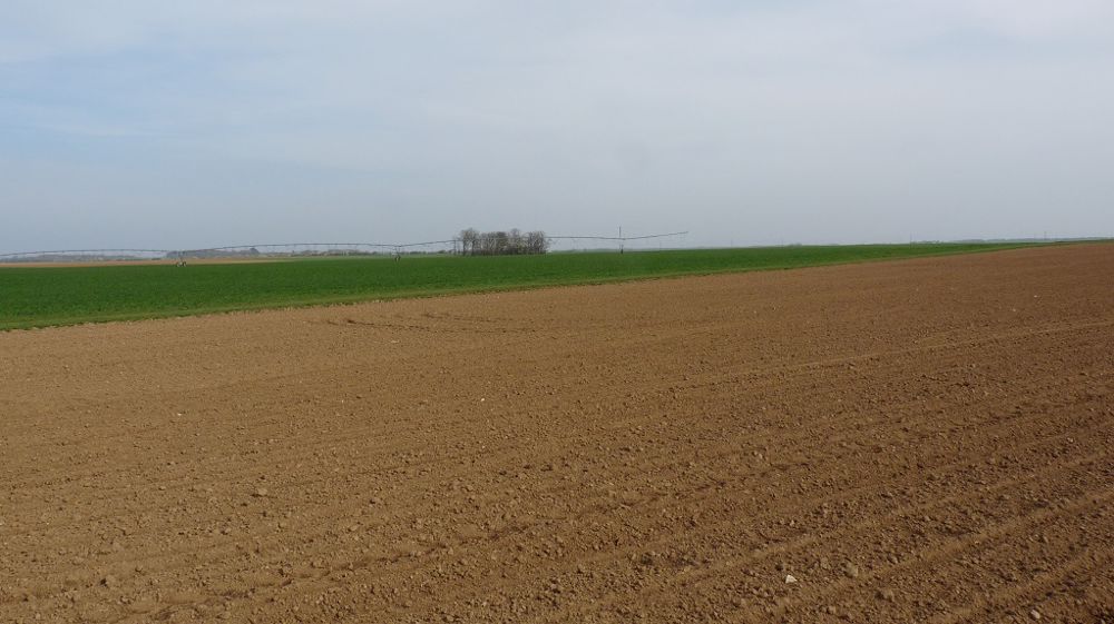 « À ce stade, les re-semis seront nettement moins importants que l'an dernier : cela pourrait représenter quelques centaines d'hectares au total », selon l'ITB. (©Terre-net Média)