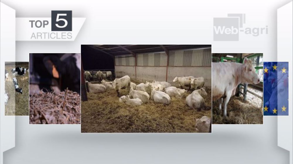 Articles les plus lus sur Web-agri cette semaine. (©Terre-net Média)