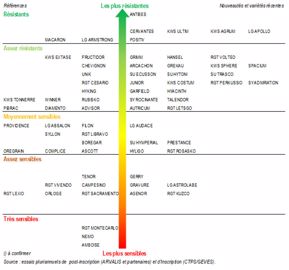 Echelle de résistance des variétés de blé tendre à la rouille jaune