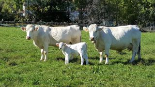Les cours élevés de la viande bovine ne compensent pas la flambée des charges accentuée par la guerre en Ukraine. (©Terre-net Média) Les cours élevés de la viande bovine ne compensent pas la flambée des charges accentuée par la guerre en Ukraine. (©Terre-net Média)