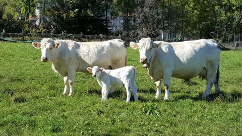 Les cours élevés de la viande bovine ne compensent pas la flambée des charges accentuée par la guerre en Ukraine. (©Terre-net Média)