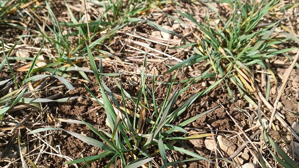 Arvalis a mis en place un essai en Côte-d’Or (à Gémeaux) chez un agriculteur qui pratique le semis direct sous couvert sur son exploitation. (©Arvalis-Institut du végétal)