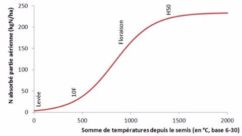 Cinétique de l'absorption de l'azote par le maïs