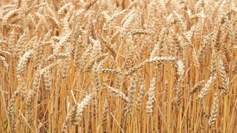 Les prix agricoles à la production flambent en mars 2022, tirés principalement par la forte hausse des céréales. (©Terre-net Média)