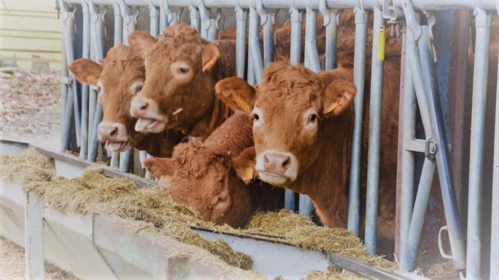 Le repli des abattages de bovins toutes catégories s'est poursuivi en mars 2022 (©Terre-net Média)