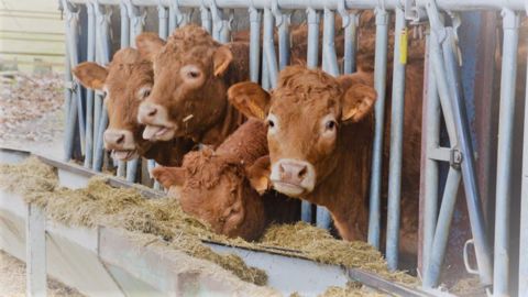 Le repli des abattages de bovins toutes catégories s'est poursuivi en mars 2022 (©Terre-net Média)