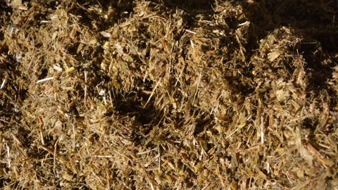 Encore beaucoup d'élevages confrontés à des teneurs en mycotoxines élevées Encore beaucoup d'élevages confrontés à des teneurs en mycotoxines élevées