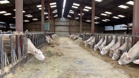 D'après un sondage Web-agri, 17 % des vaches allaitantes françaises sont élevées en plein air intégral. (©Terre-net Media) D'après un sondage Web-agri, 17 % des vaches allaitantes françaises sont élevées en plein air intégral. (©Terre-net Media)
