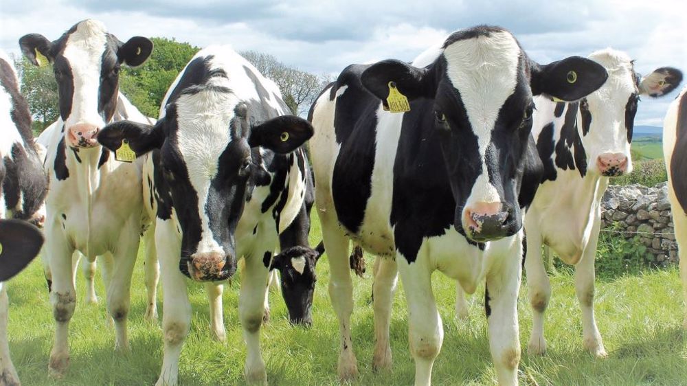 En quoi la réforme de la Pac pourrait-elle être plus favorable aux élevages laitiers ? (©Pixabay)