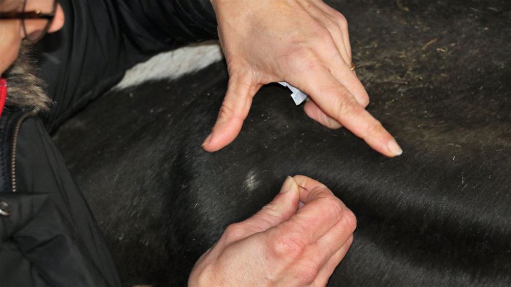 En zone rurale, si l'épuisement émotionnel est moins fort, la surcharge de travail est particulièrement élevée. (©Terre-net Média)