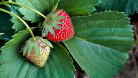 Dans le Sud-Ouest, les producteurs de fraises « dépassés » par la chaleur Dans le Sud-Ouest, les producteurs de fraises « dépassés » par la chaleur
