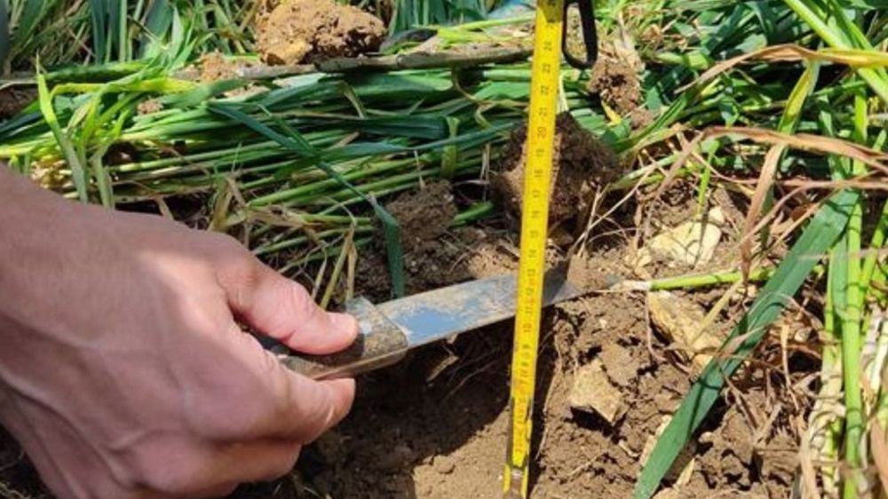 Au mois de mai, les cultures d’hiver sont toujours en place, pourtant c’est maintenant que la nouvelle campagne de colza démarre avec un diagnostic de l'état structural du sol. (©Terres Inovia)