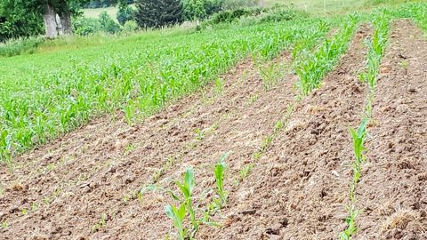La sécheresse a allongé la période de levée du maïs (© Cédric @agri15) La sécheresse a allongé la période de levée du maïs (© Cédric @agri15)