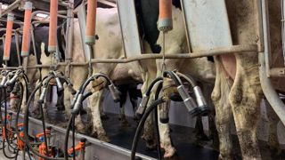 La traite est l'une des tâches les plus physiques dans le métier d'éleveur. Mais il existe des pistes pour la rendre plus confortable. (©Terre-net Média) La traite est l'une des tâches les plus physiques dans le métier d'éleveur. Mais il existe des pistes pour la rendre plus confortable. (©Terre-net Média)