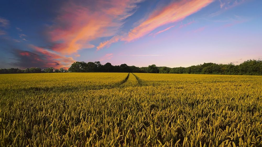 Les marchés restent très volatils, à l'affut du moindre signe d'une accalmie qui pourrait signifier le déblocage des 20 à 25 millions de tonnes de céréales qui restent en stock en Ukraine. (©Pixabay)