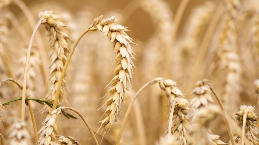 La guerre en Ukraine a remis en avant le rôle stratégique de l'agriculture. (©Pixabay)