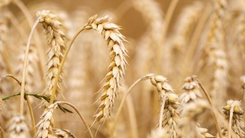 La guerre en Ukraine a remis en avant le rôle stratégique de l'agriculture. (©Pixabay)