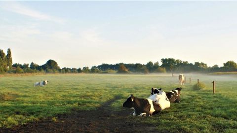 Le numérique est-il un levier pour la transition agroécologique en élevage ? (©Pixabay) Le numérique est-il un levier pour la transition agroécologique en élevage ? (©Pixabay)