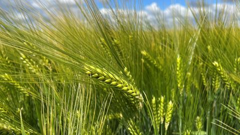 En photo ci-dessus, l'escourgeon brassicole Constel est « tolérant à la JNO et propose une bonne tenue à la verse ainsi qu'une bonne tolérance aux maladies ». (©Secobra Recherches) En photo ci-dessus, l'escourgeon brassicole Constel est « tolérant à la JNO et propose une bonne tenue à la verse ainsi qu'une bonne tolérance aux maladies ». (©Secobra Recherches)