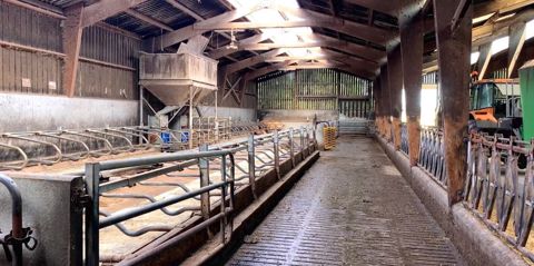 Stabulation vaches laitières en logettes
