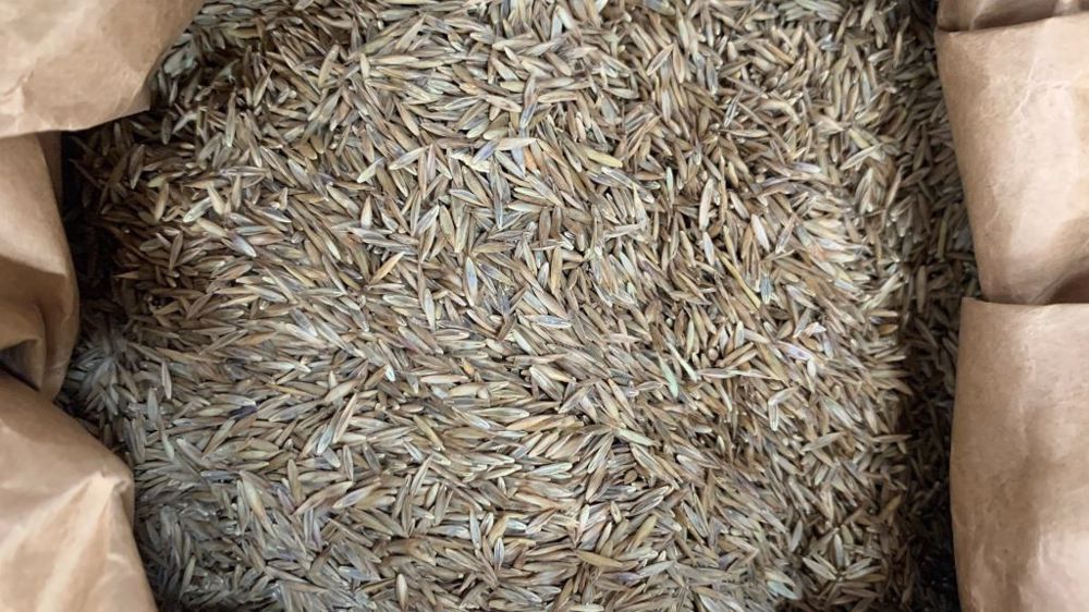 La fétuque appréciée pour sa meilleure tolérance à la sécheresse, est de plus en plus demandée. (©Terre-net Média)